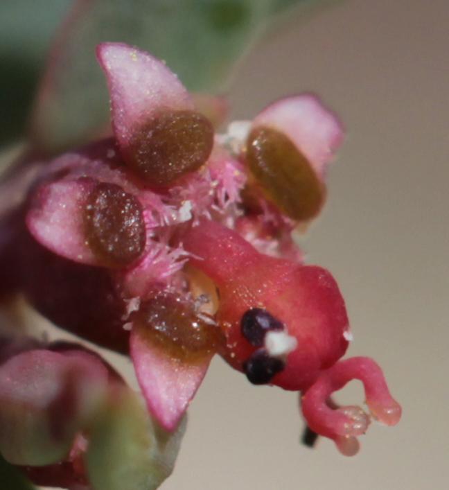 Euphorbia chaetocalyx image