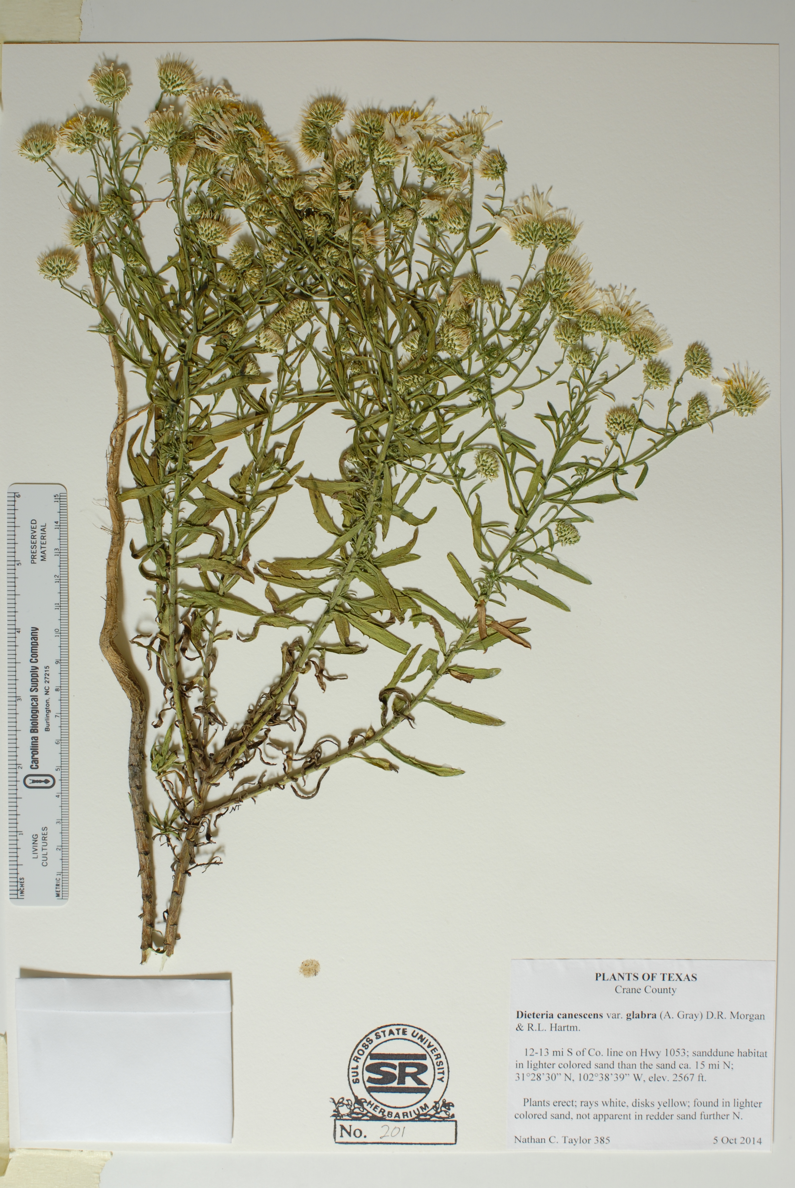 Dieteria canescens var. glabra image