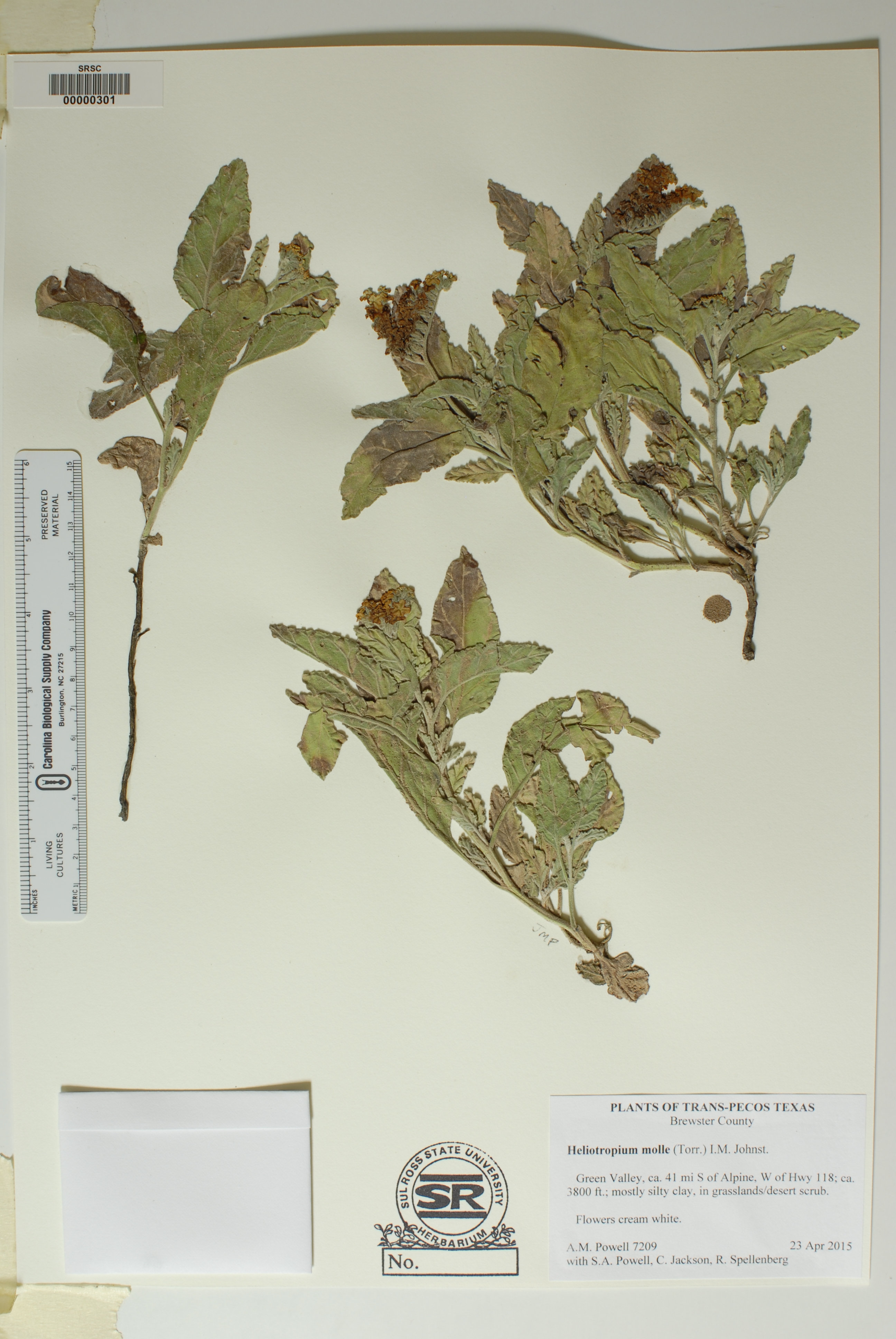 Heliotropium molle image