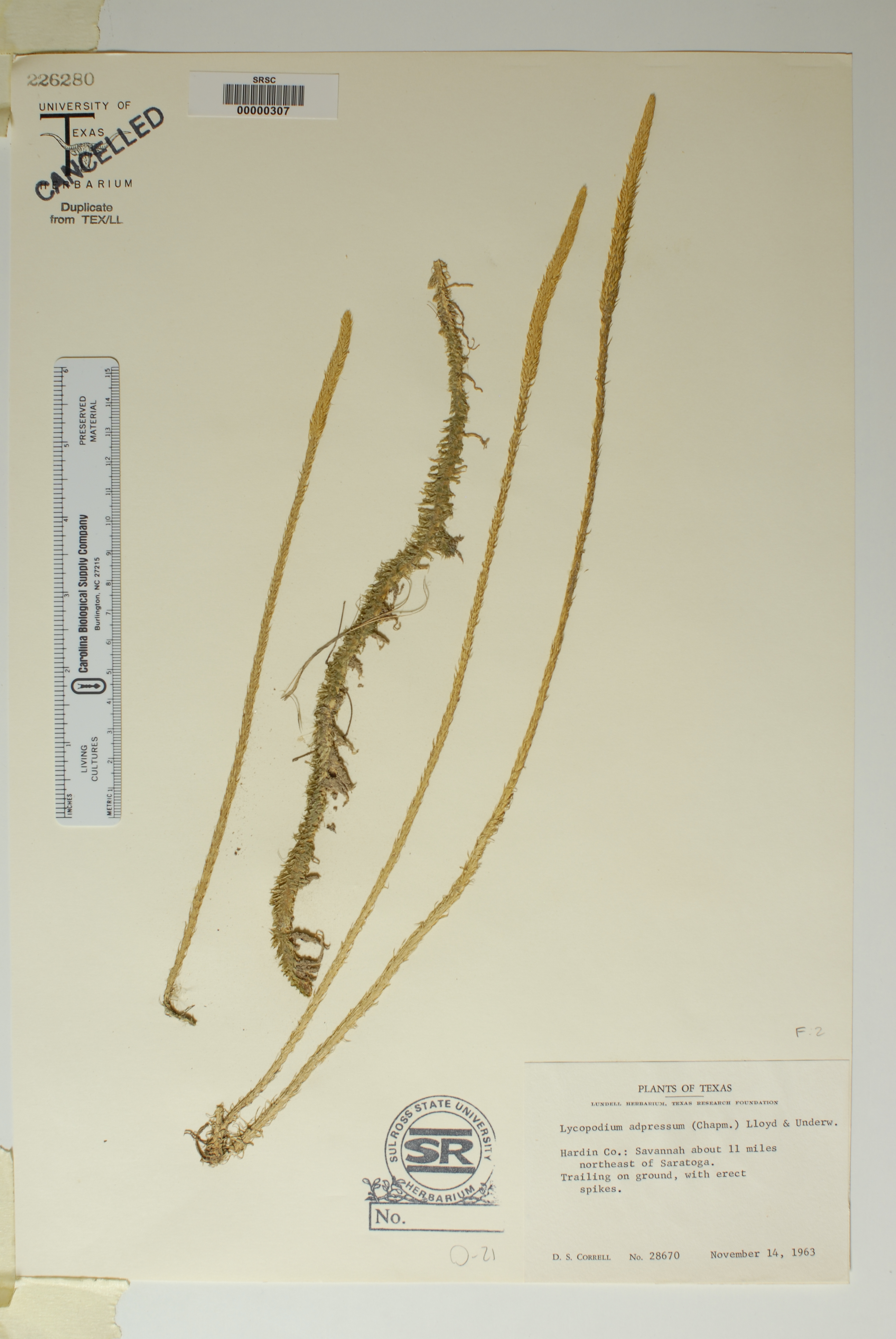 Lycopodium adpressum image