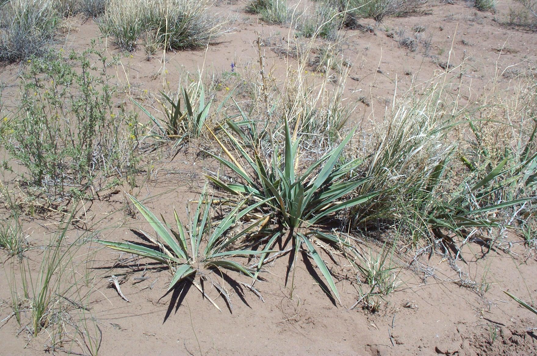 Yucca sterilis image