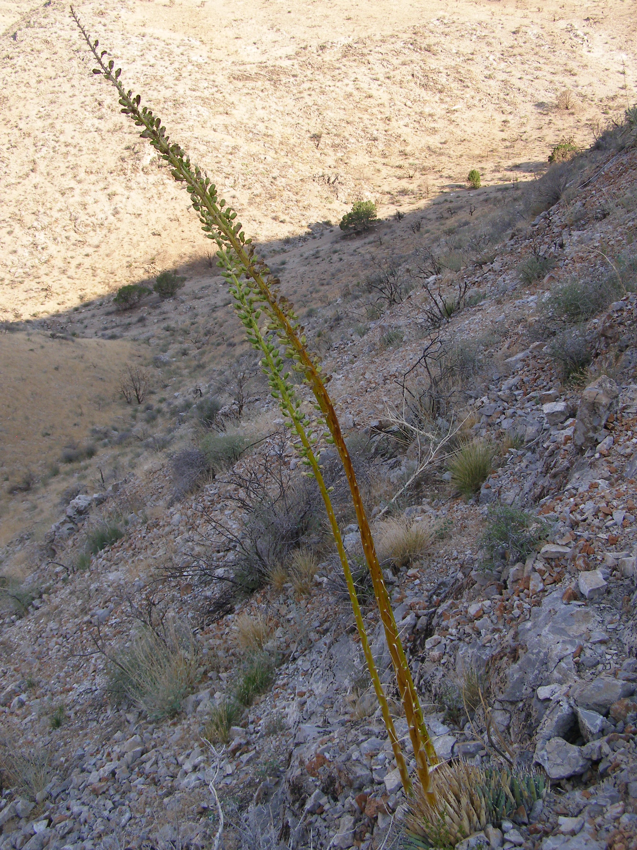 Agave utahensis image