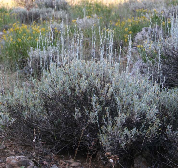 Artemisia arbuscula subsp. longiloba image