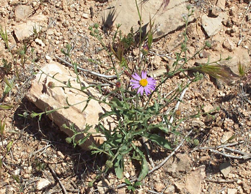 Dieteria canescens var. leucanthemifolia image