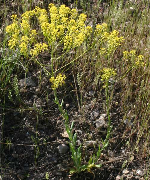 Isatis tinctoria image