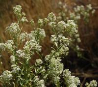 Lepidium eastwoodiae image