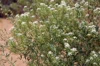 Lepidium eastwoodiae image