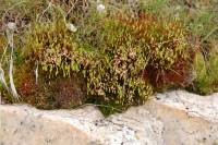 Image of Bryum capillare