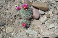 Sclerocactus wetlandicus image