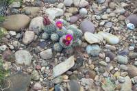 Sclerocactus wetlandicus image