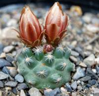 Pediocactus despainii image