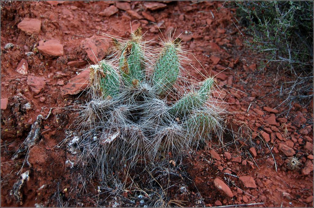 Opuntia polyacantha var. trichophora image