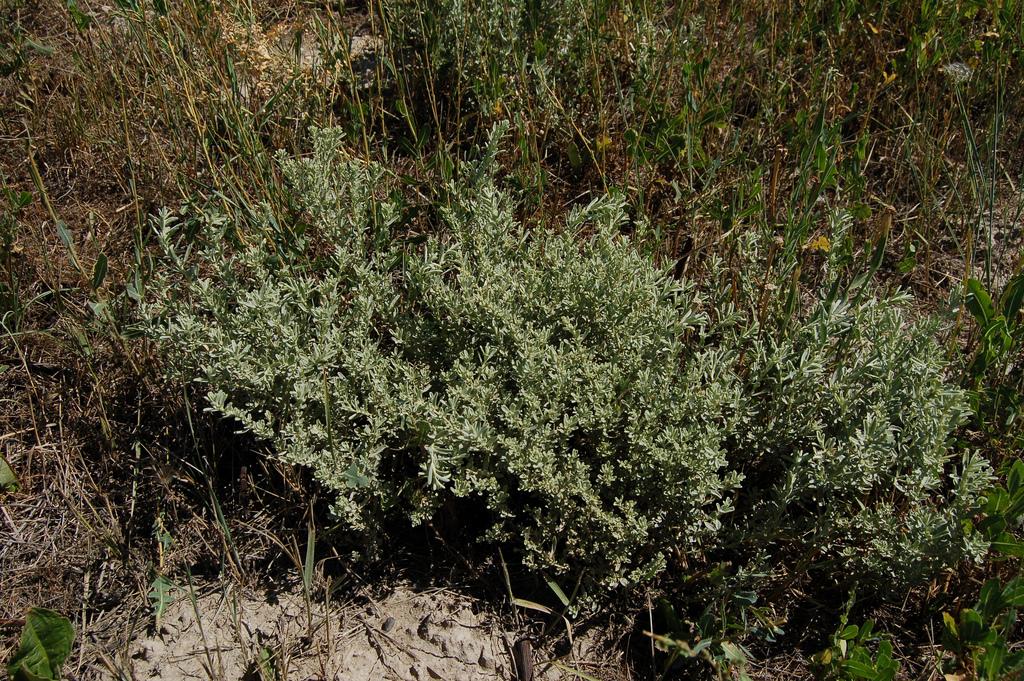 Atriplex gardneri var. utahensis image