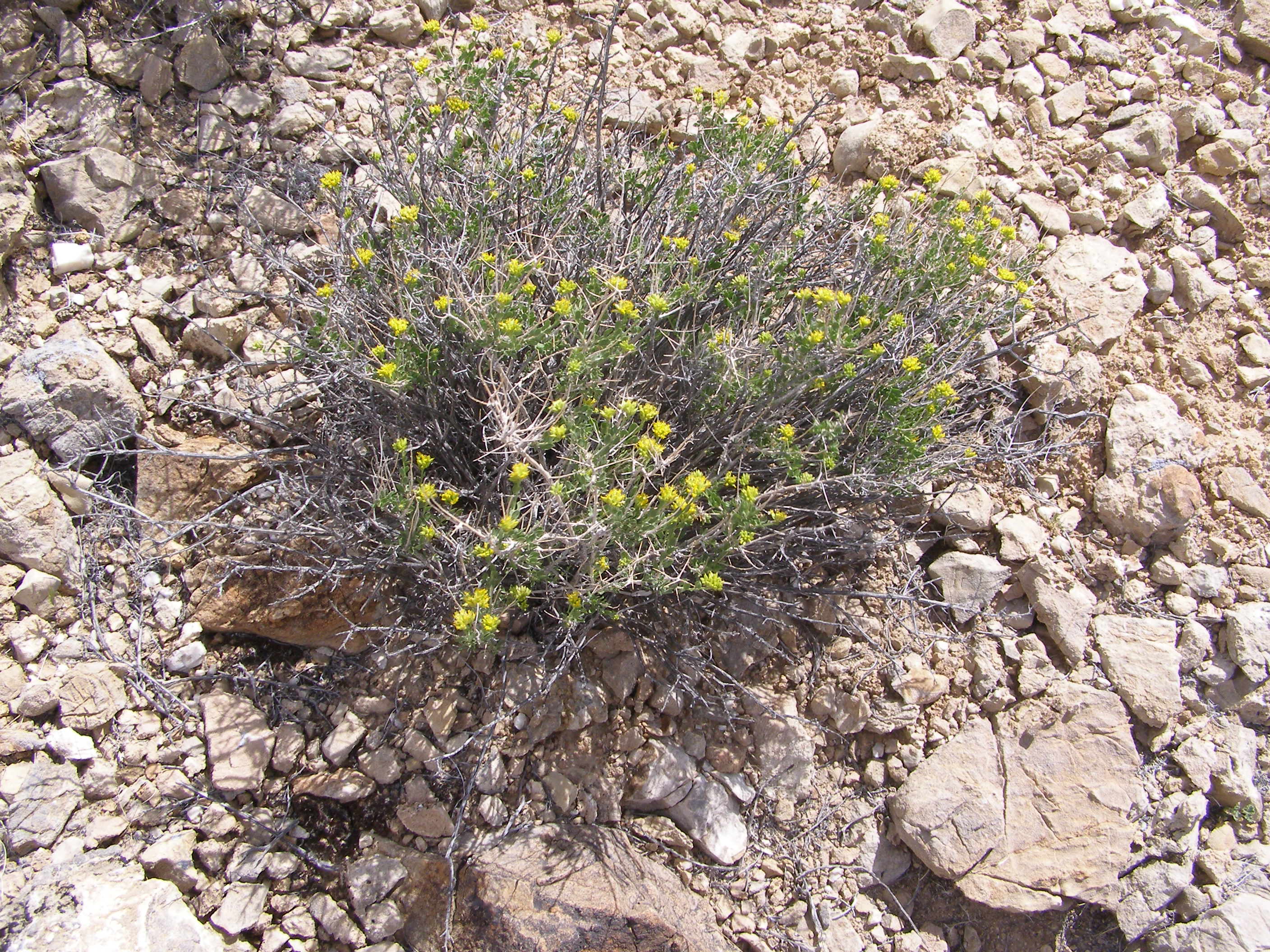 Amphipappus fremontii image