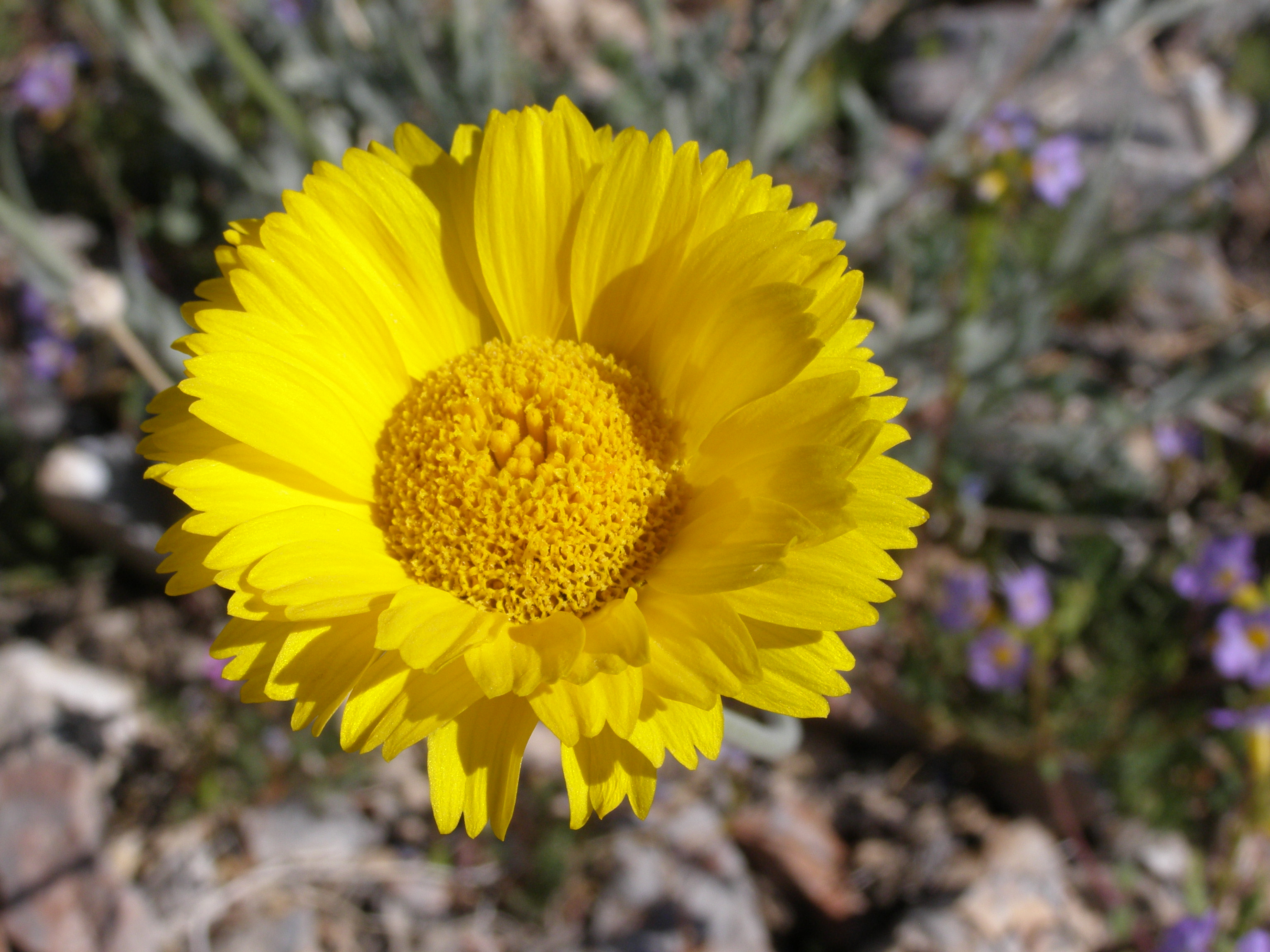 Baileya multiradiata var. multiradiata image