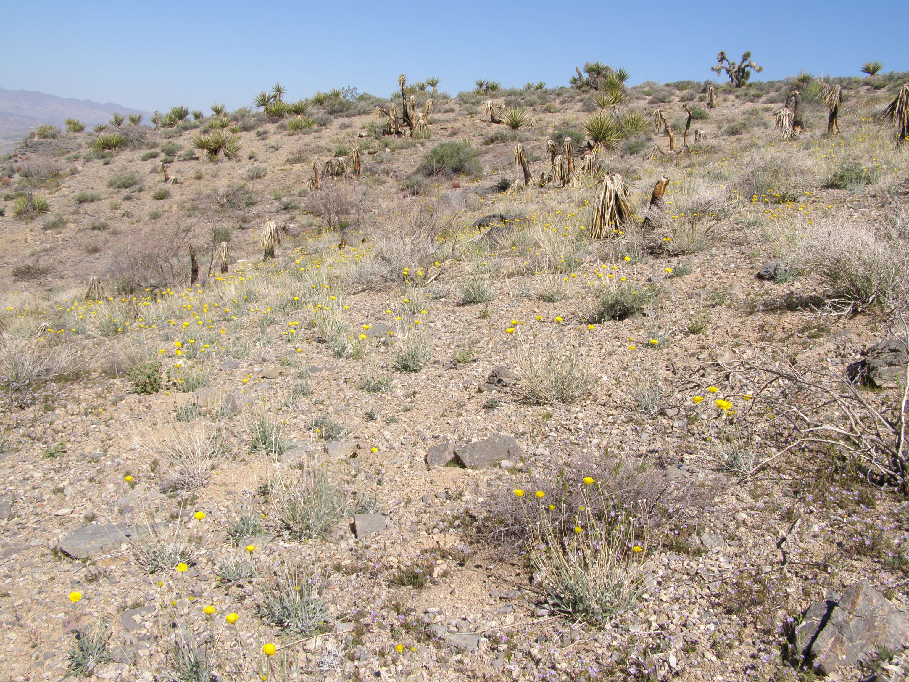 Baileya multiradiata var. multiradiata image