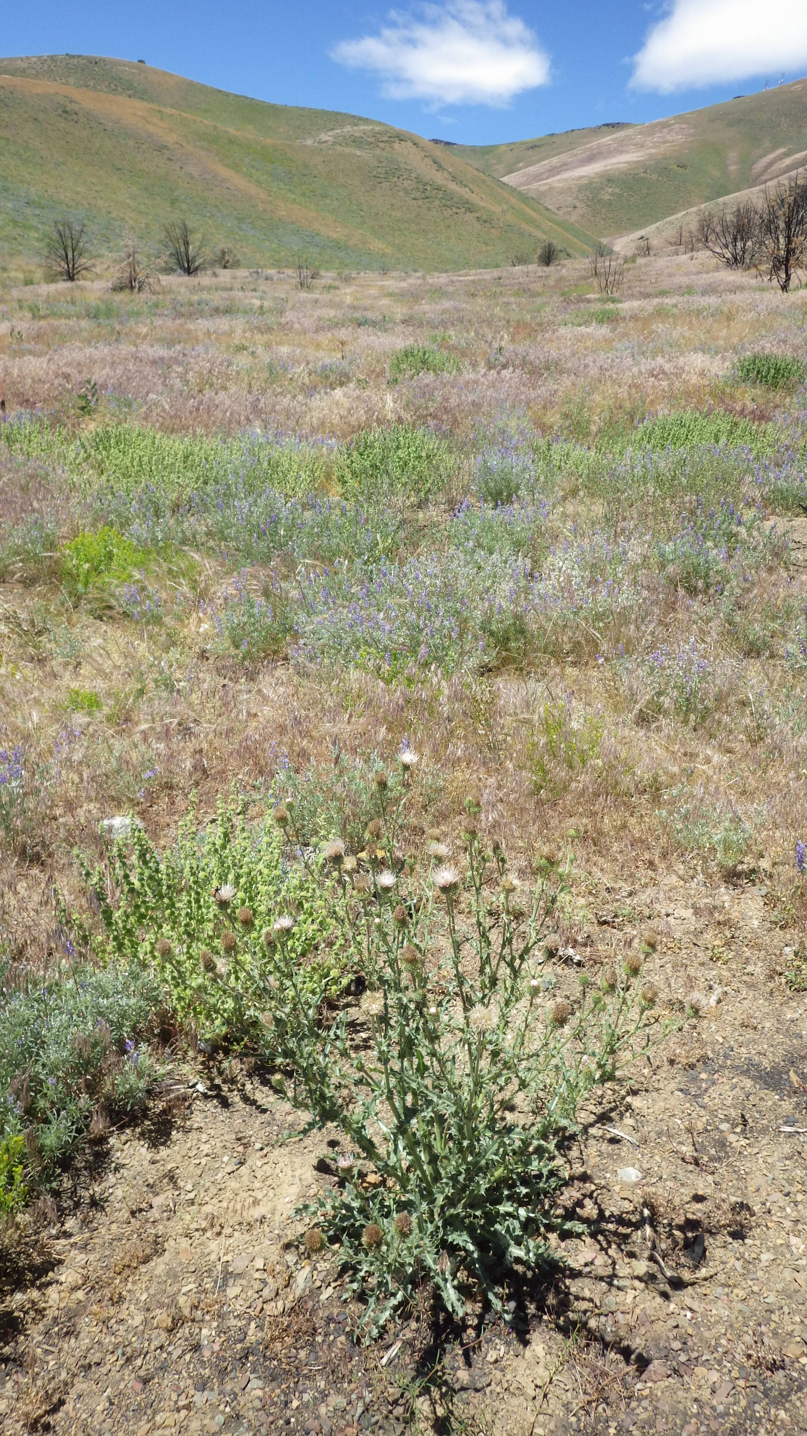 Cirsium inamoenum var. inamoenum image