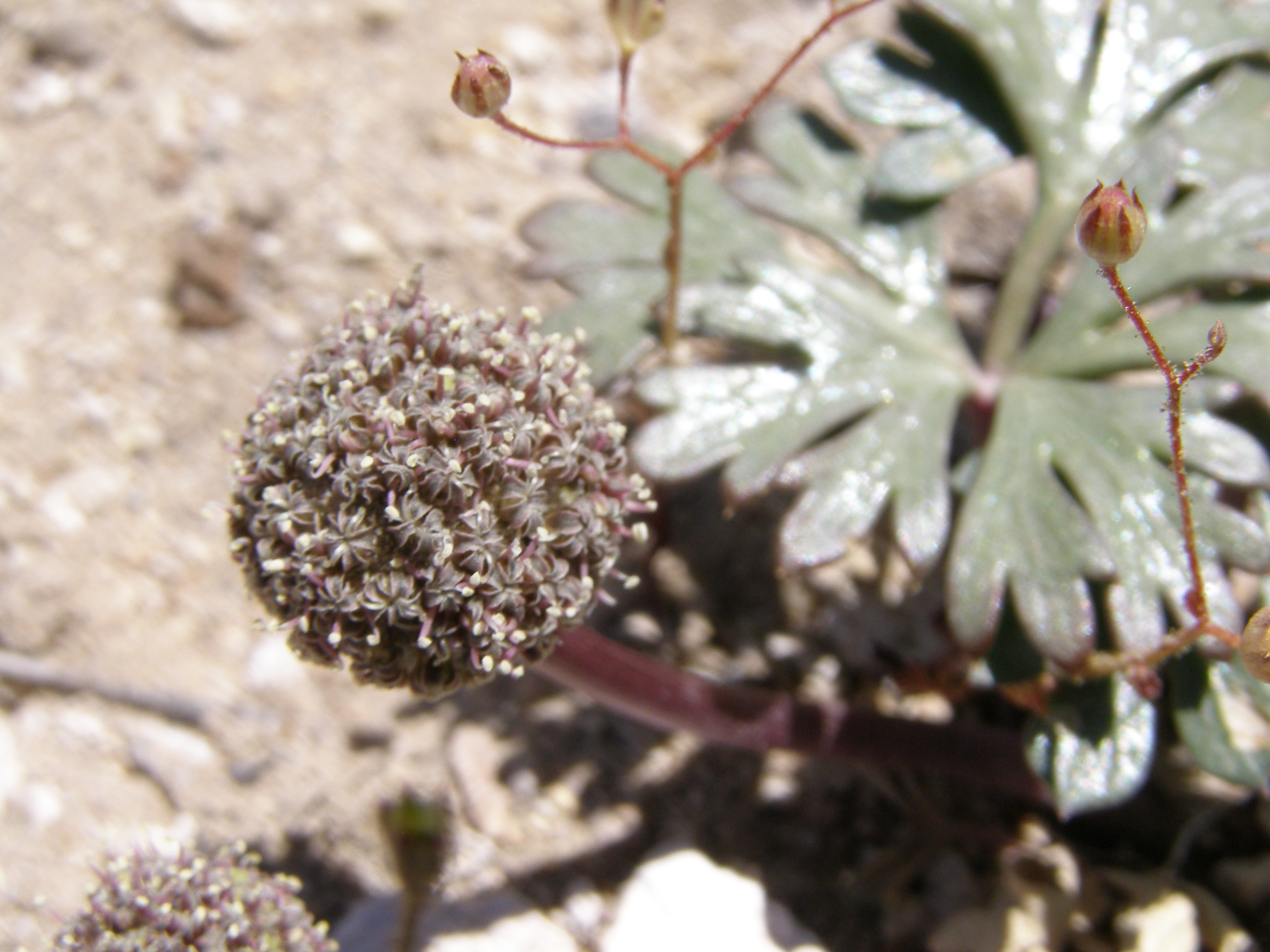 Cymopterus ripleyi image