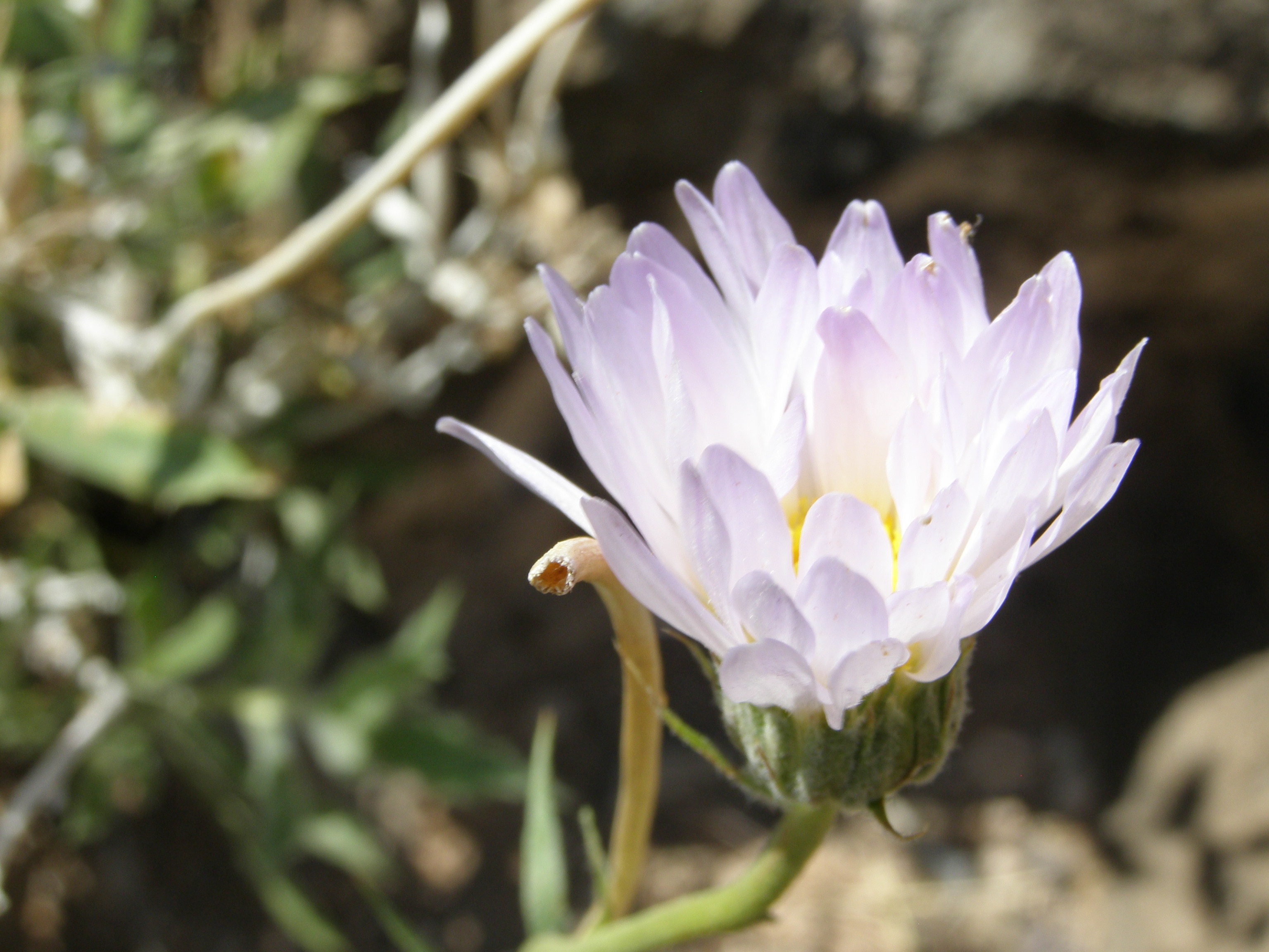 Xylorhiza tortifolia var. tortifolia image