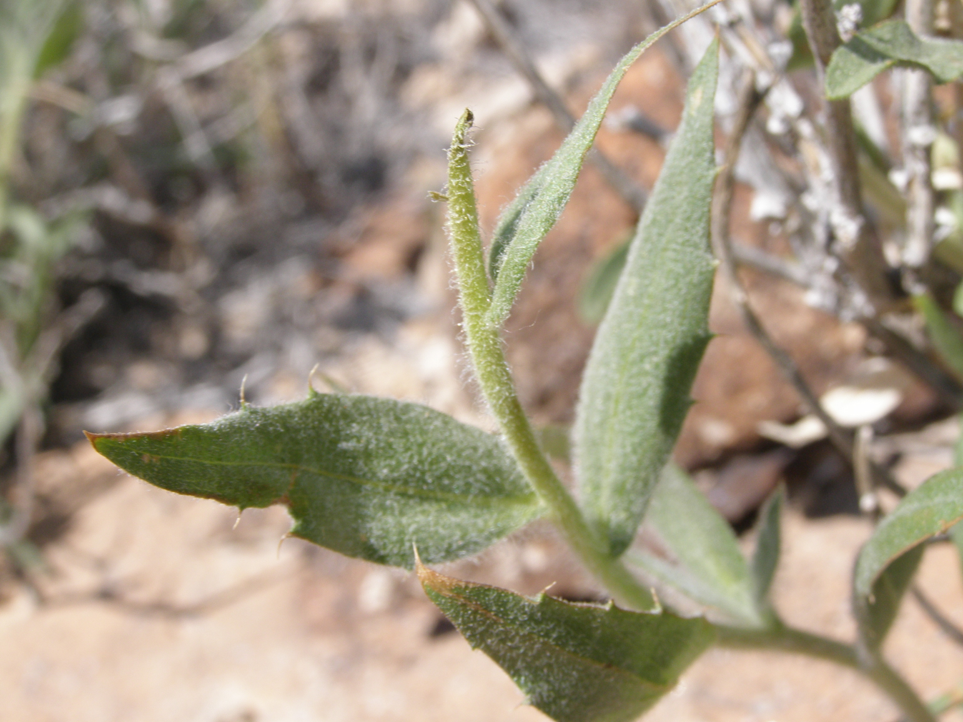 Xylorhiza tortifolia var. tortifolia image