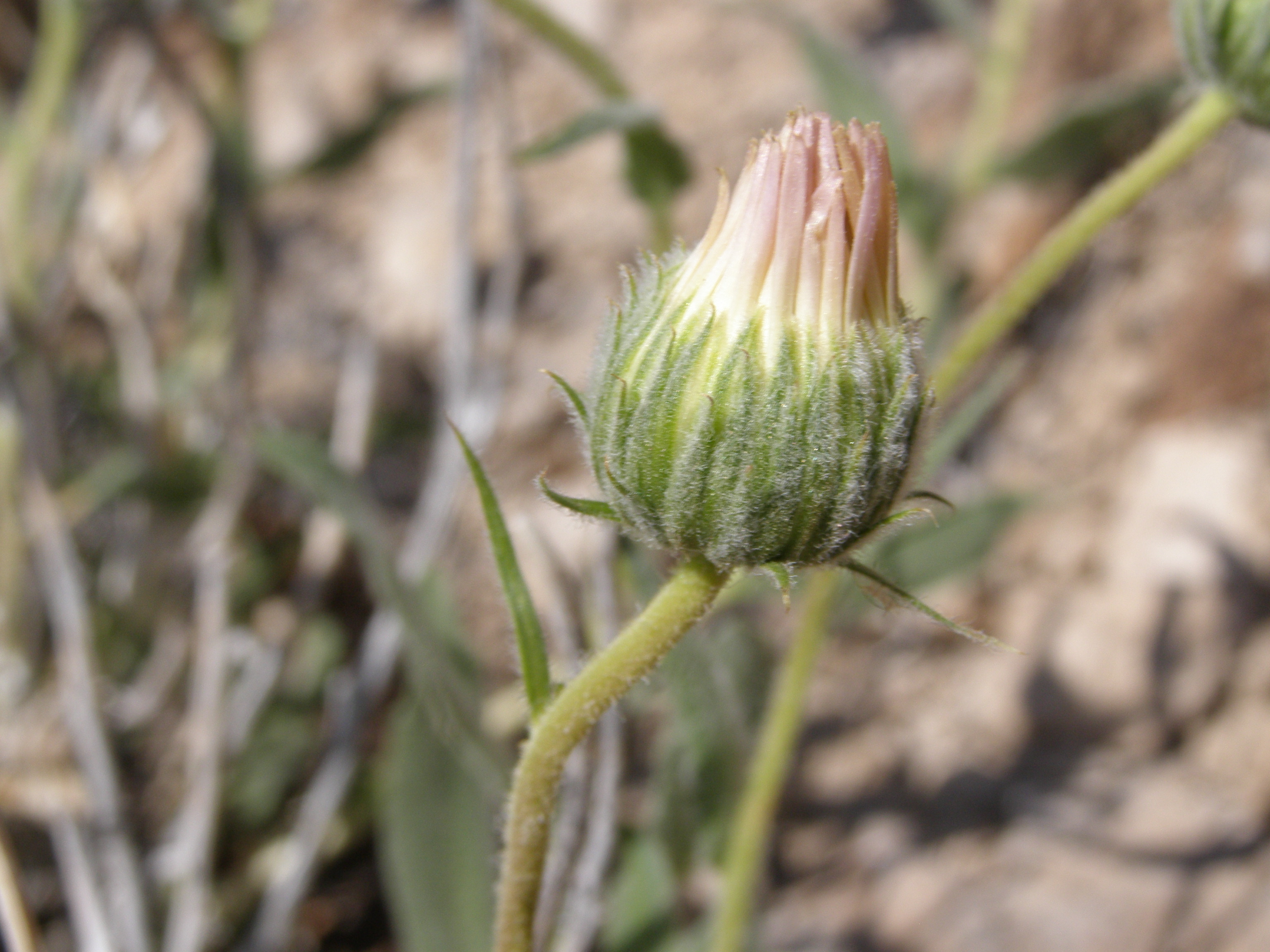 Xylorhiza tortifolia var. tortifolia image