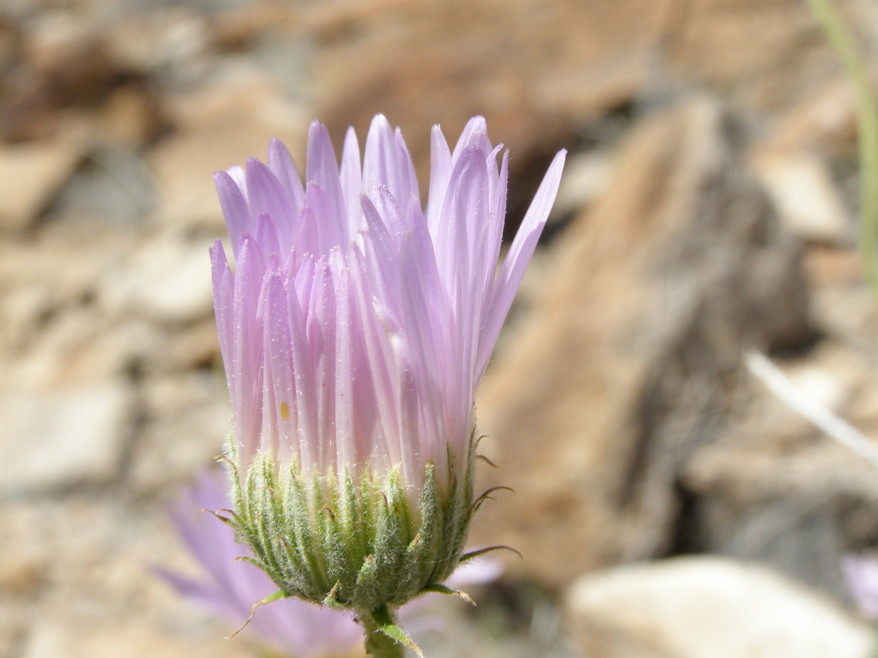 Xylorhiza tortifolia var. tortifolia image