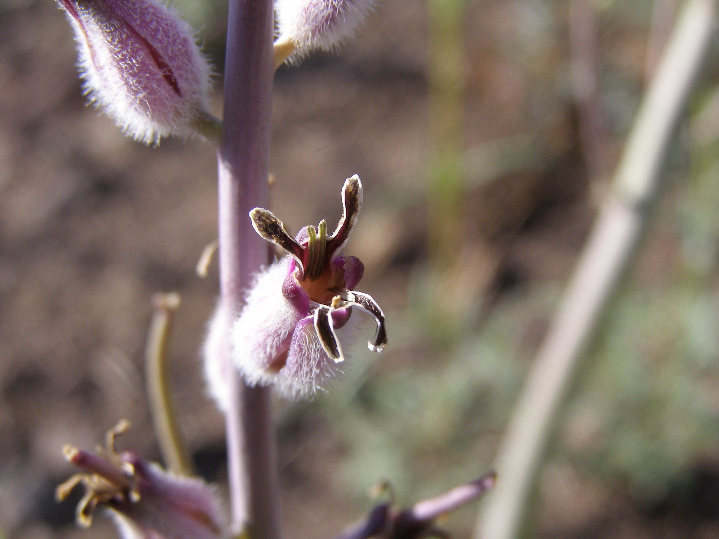 Caulanthus crassicaulis image