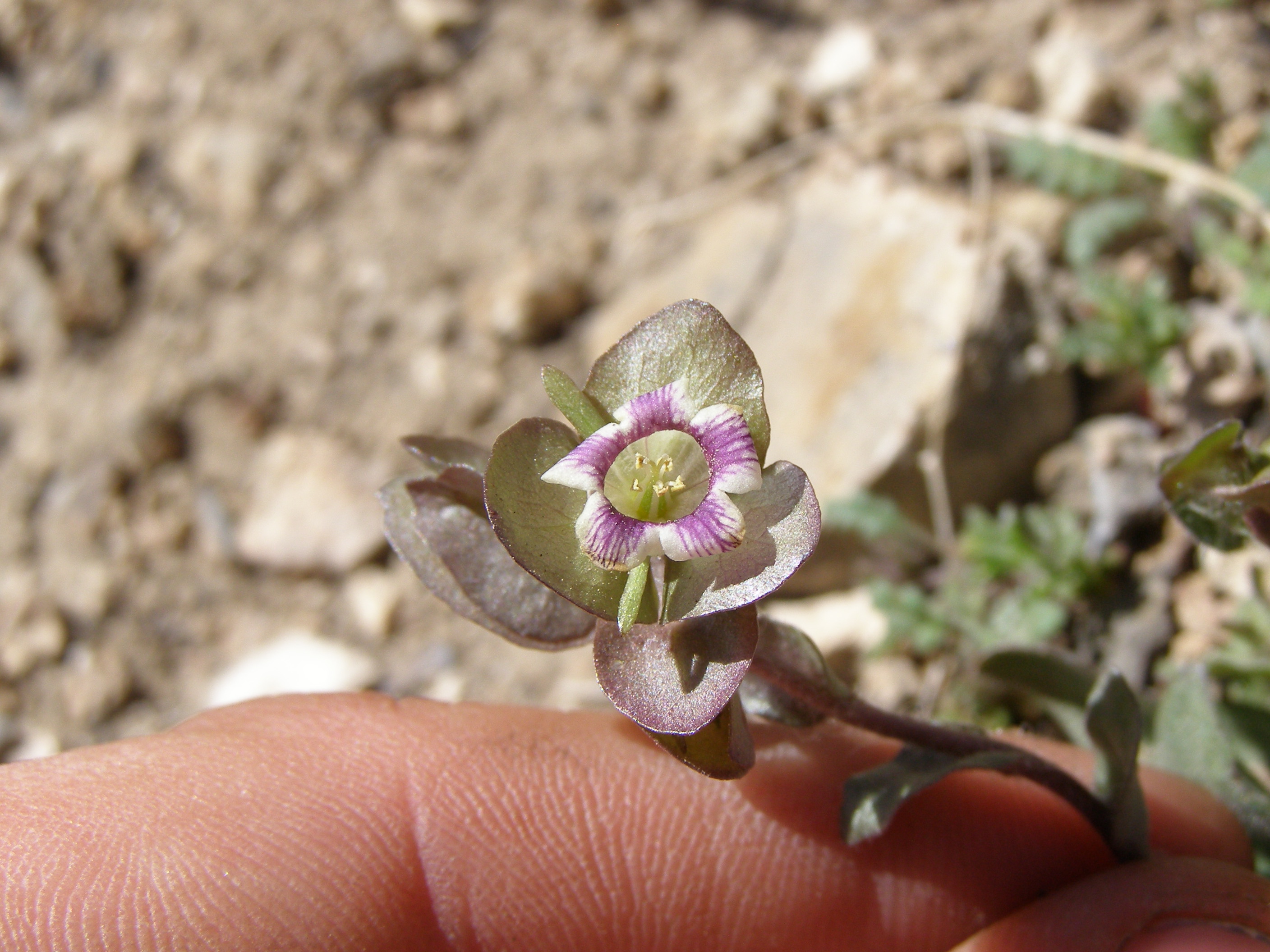 Tricardia watsonii image