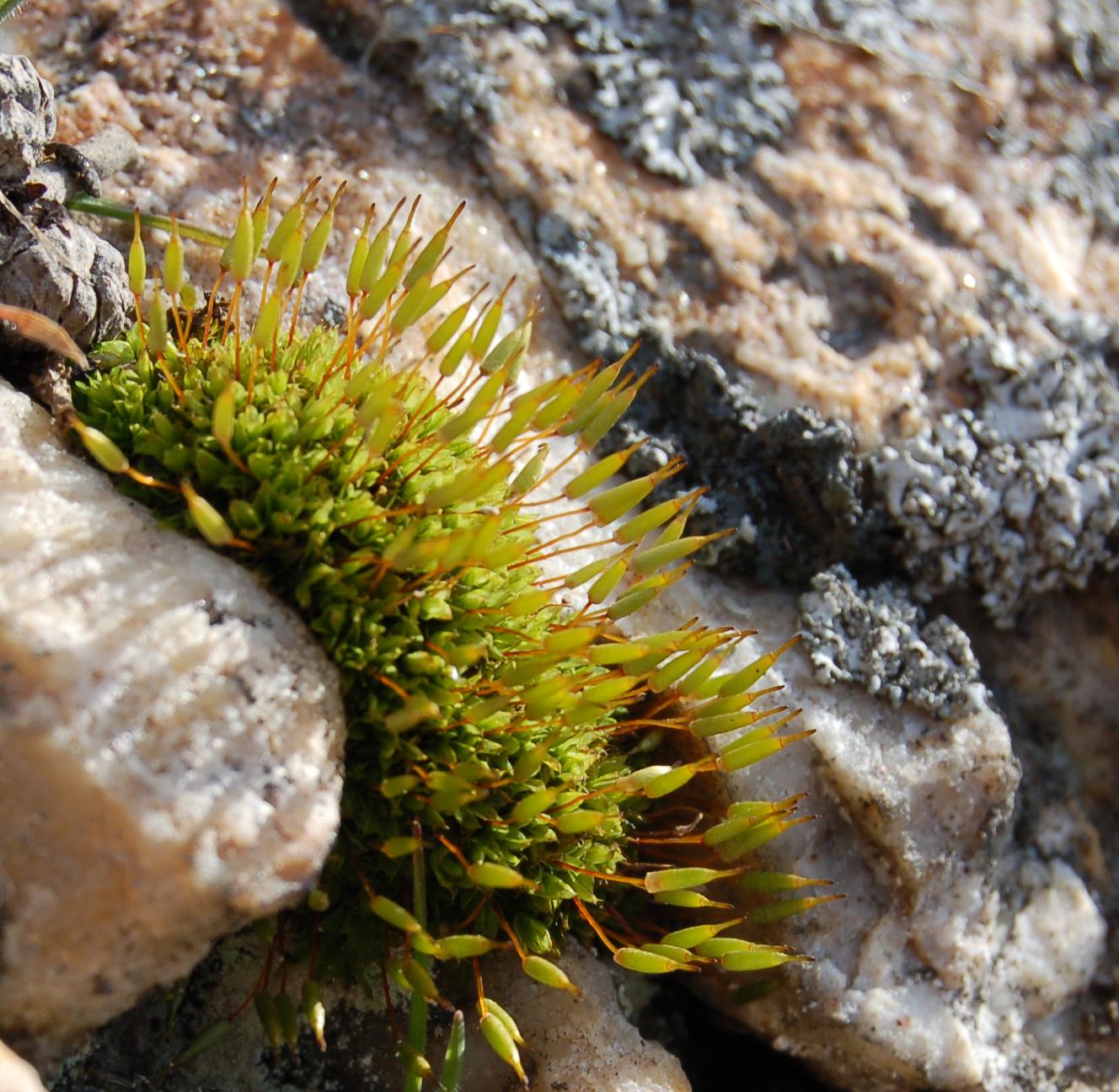 Encalyptaceae image
