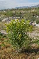 Euphorbia esula image