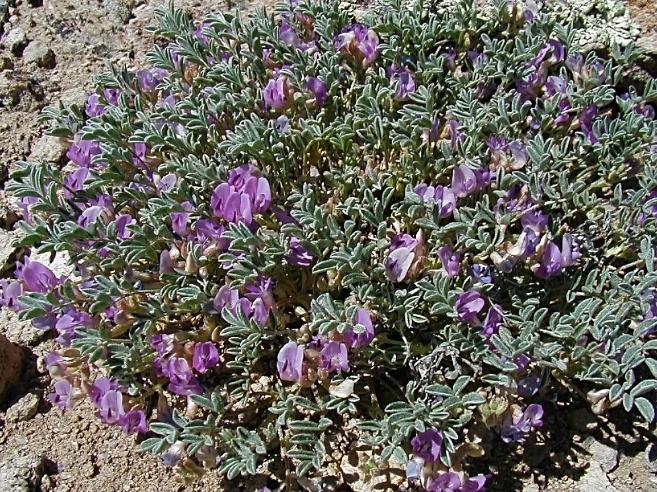 Astragalus beatleyae image