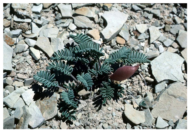 Astragalus lutosus image