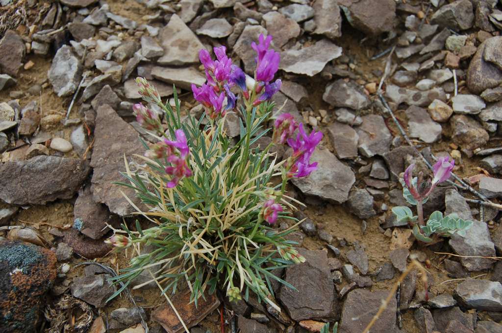 Astragalus detritalis image