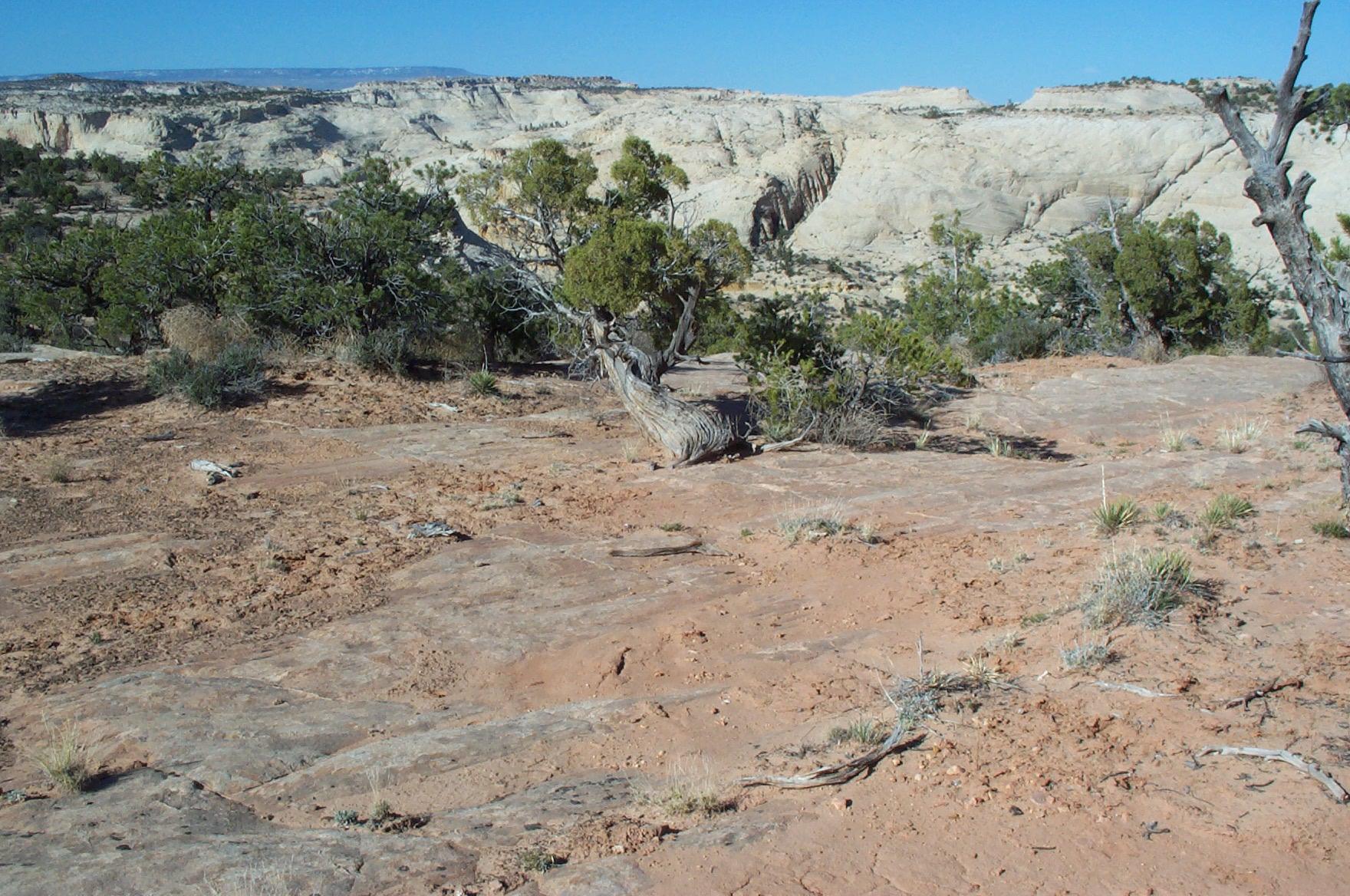 Astragalus desperatus var. conspectus image