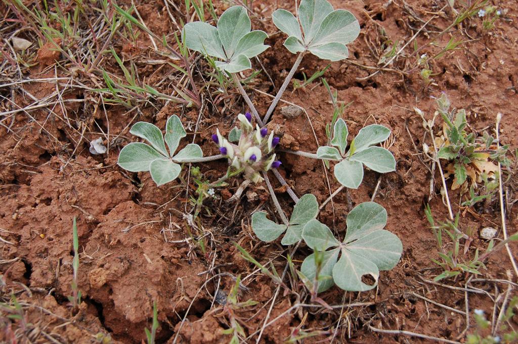 Pediomelum megalanthum var. megalanthum image