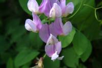 Lathyrus pauciflorus image