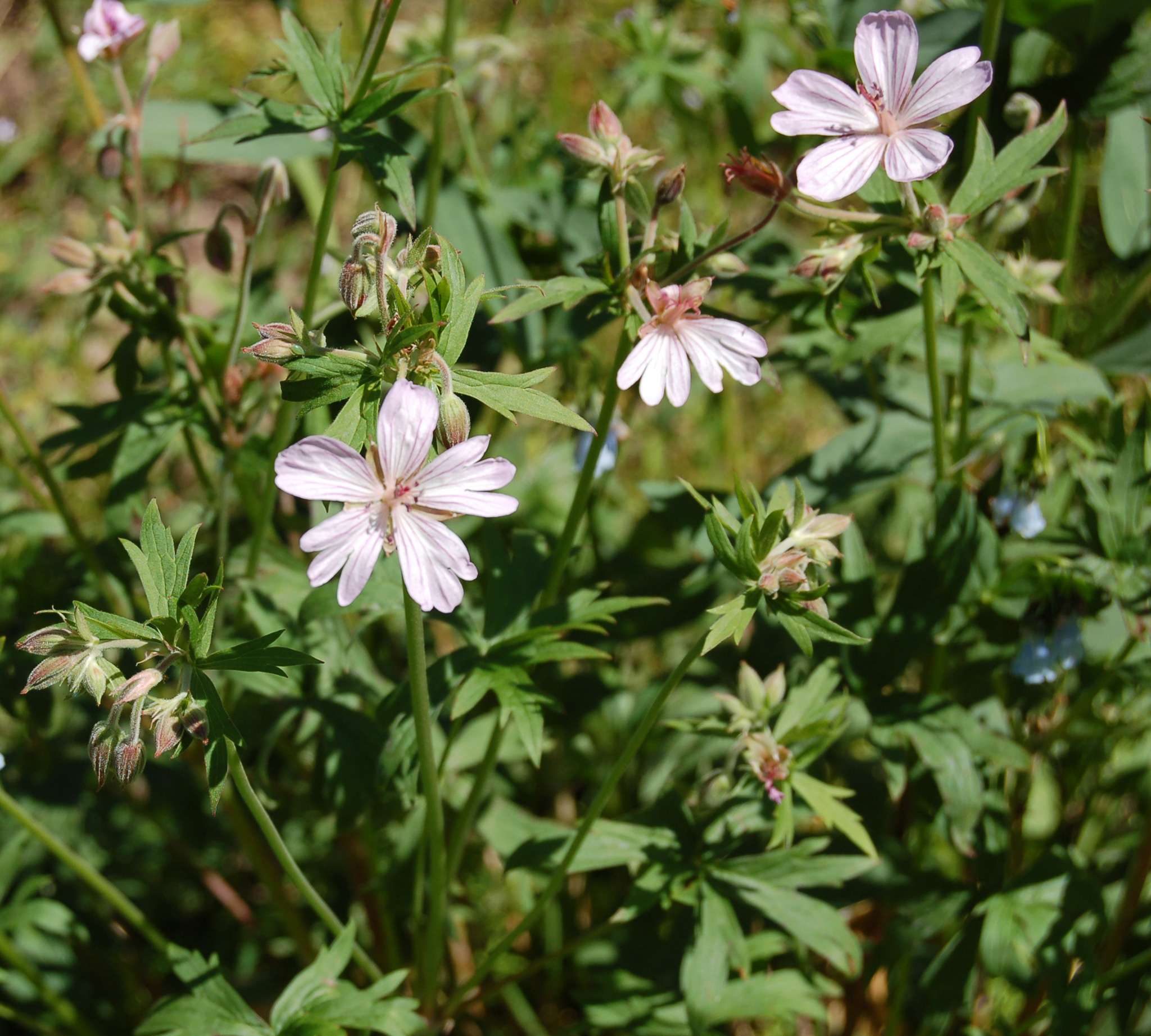 Geranium viscosissimum var. incisum image