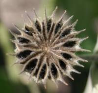 Abutilon theophrasti image