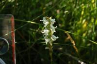 Spiranthes diluvialis image