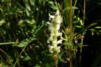 Spiranthes diluvialis image