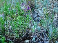 Penstemon leonardii image