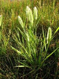 Polypogon monspeliensis image