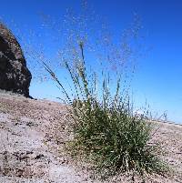 Image of Agrostis airoides