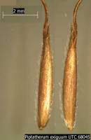 Image of Piptatheropsis exigua