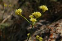 Eriogonum brevicaule image