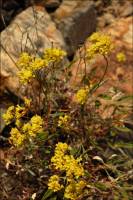 Eriogonum brevicaule var. brevicaule image