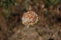 Eriogonum ovalifolium var. purpureum image