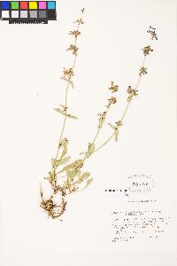 Penstemon procerus image