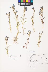 Penstemon pachyphyllus var. congestus image