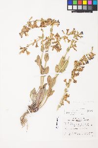 Penstemon pachyphyllus image